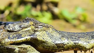 When the leopard is hungry, the crocodile becomes its food