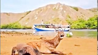 Large deer are food for Komodo dragons