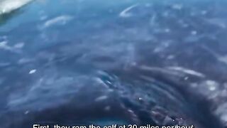 Whales fight