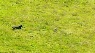 Kangaroo cub chased by dog