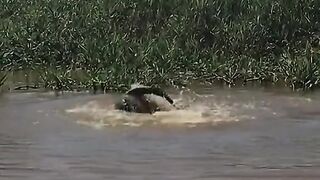 The leopard jumped into the water and pounced on the crocodile