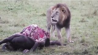 The lion roared and called his flock to share food