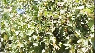 বড়ই  গাছ কাতার