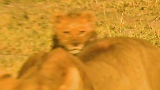 A deformed lion cub calls out to its indifferent mother