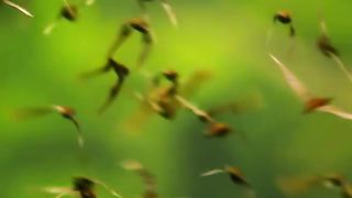 Bats become food for snake birds