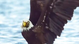The eagle almost drowned because of a crab