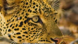 The leopard prepares to pounce