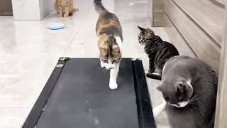 Funny#video# viral#reel@