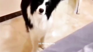 Tiktok compilation1 tiktok compilation