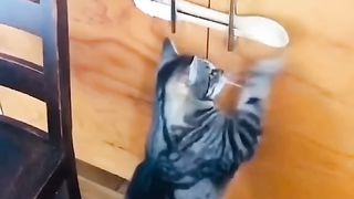 Funny animals