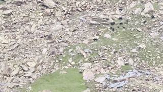 Hamaleyian yaks