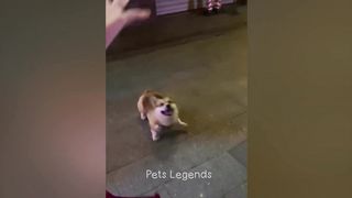 Funny animal's 2024