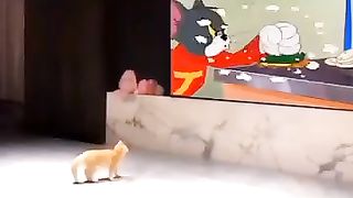 Funny animals