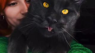 Black cat