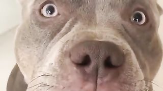 Pitbull