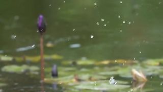 Amazing Birds