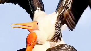 Amazing Duck