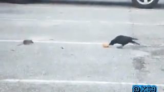 Crow's tender act of sharing bread with a little mouse, revealing the inherent beauty of kindness in the wild.