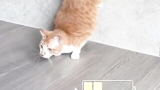 Cat funny animals