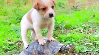 Funny puppy