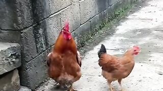 Amazing Birds