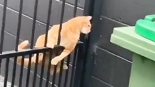 Two types of cats.. ????