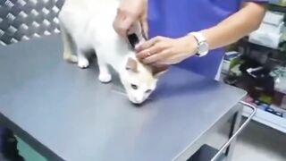 How to deactivate a cat (with science)