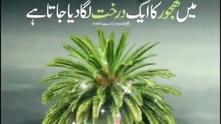 I want  jannat