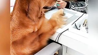 Dogs pedicure