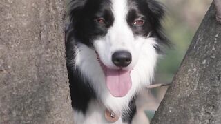 A beautiful dog