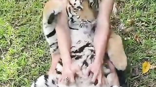 Tiger belly rubs ????
