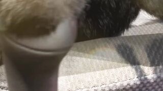 Cat driving