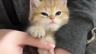 Playing a hand-stacking game with a kitten.????????