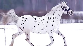 Beautiful Voice And Animal