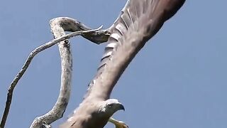Racing Birds