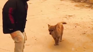 kids and doog dance it’s amazing ????????????