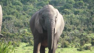 African Elephant 4K