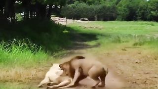 Lion...