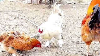 Watch Full if You want Enjoyment
