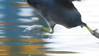 Birds Waking on the Water