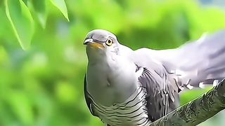 Amazing voices of birds Never Ever Bofore
