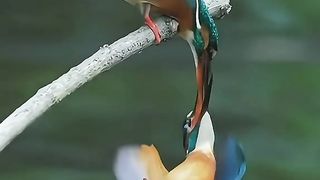 Pair Birds Love Eachother