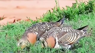 Wao.Watch Full Vodeo for Enjoyment