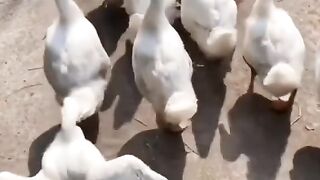 White Duck