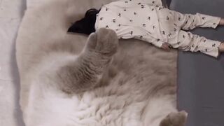 Lover cat❤️❤️