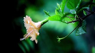 A Beautiful Nature..
