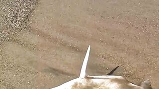 Small actions, big impact- Rescuing fish stranded on the shore ????