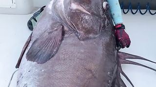 Massive Warsaw Grouper