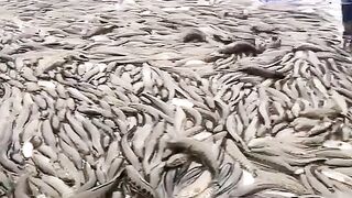 season Catching hand fishing movie, A lots of big fish, village natural fishing movie Nets fishing