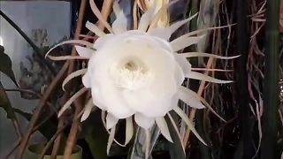 Queen of the night.  It blooms only one night a year.
